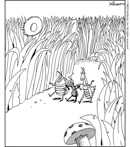 “Spiders, scorpions, and insecticides, oh my! … Spiders, scorpions, and insecticides, oh my! …”