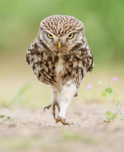 A walking owlet with a determined look.