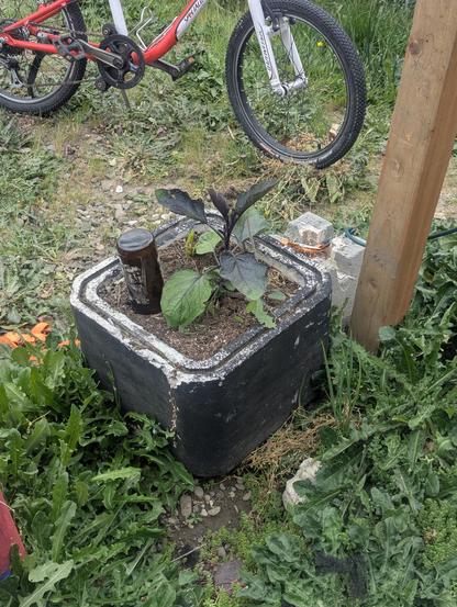 Eggplant plant growing in a repurposed Styrofoam cooler
