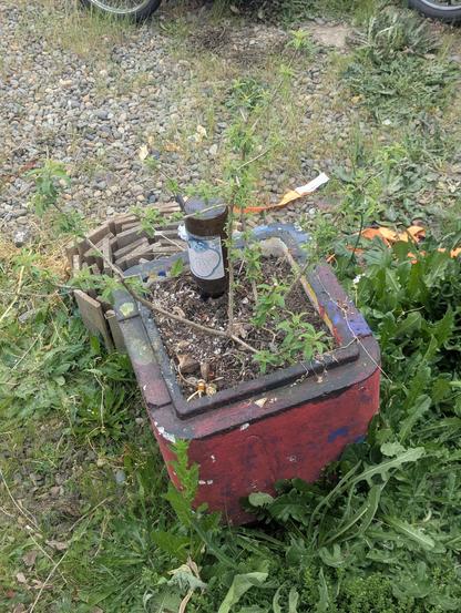 Lemon Verbena growing in a repurposed Styrofoam cooler