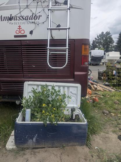 Peas and other veggies growing in a repurposed large cooler
