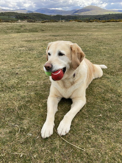 A yellow lab with two tennis balls in her mouth. In the background, sunlit mountains.