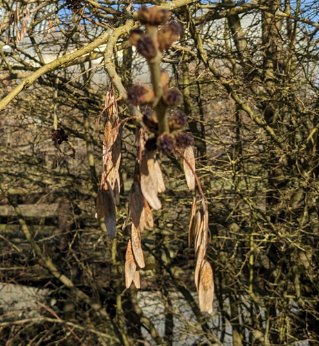 un arbre
