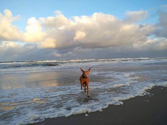 Zu sehen ist ein rotbrauner Hund mit wehenden Schlappohren, der an einem menschenleeren Strand in der flachen Brandung tobt. Am Horizont sind hohe Wellen, Sonne und Schatten wechseln sich ab.
Der Himmel ist strahlend blau, im Vordergrund sind große Sturmwolken zu sehen.
Magyar Vizsla Hündin Reba (2009-2024) liebte das Meer. Und wir sie.