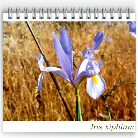 Close-up of a Iris xiphium flower in bloom, with soft violet-blue petals and a bright yellow mark on the lower petaltaken ar Bubulcus & Bolotas. The background shows a sunlit dry grass field, softly blurred to highlight the flower.