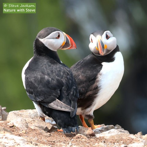 Photo of two Atlantic Puffins (Fratercula arctica) standing on a ledge, looking at each other. The Puffin on the left has their back to us, and their head turned to the right. The Puffin on the right is standing with their right side towards us, and their head turned so that we see their full face. The birds have black backs, wings, tails and necks, with the tops of their heads also black while the sides of their faces are white. Their eyes are black with orange rims, and their legs and webbed feet are orange. Their colourful beaks are narrow when seen from the front, triangular in shape seen from the side. The base of the beak has a large patch of blue-grey enclosed within a pale yellow border, while the rest of the beak is red with a couple of pale yellow stripes.