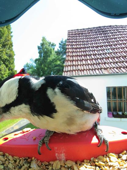 Buntspecht im Futterhäuschen