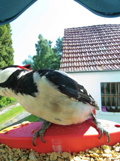 Buntspecht im Futterhäuschen