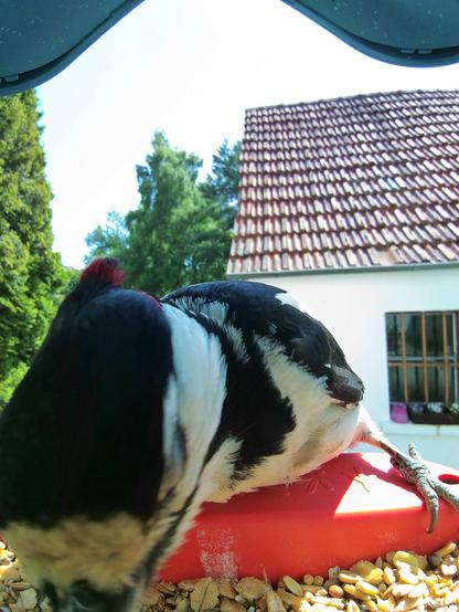Buntspecht im Futterhäuschen