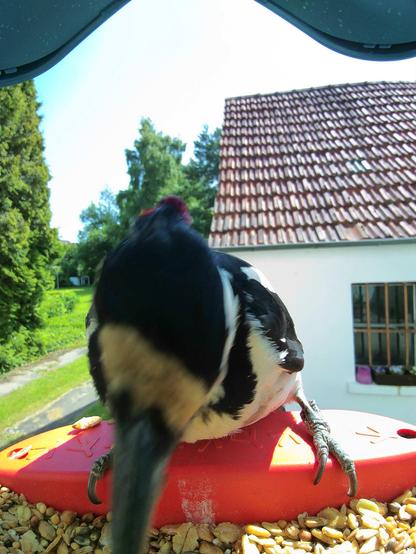 Buntspecht im Futterhäuschen