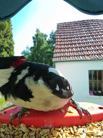 Buntspecht im Futterhäuschen