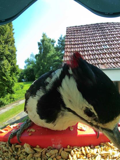 Buntspecht im Futterhäuschen