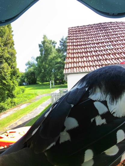 Buntspecht im Futterhäuschen