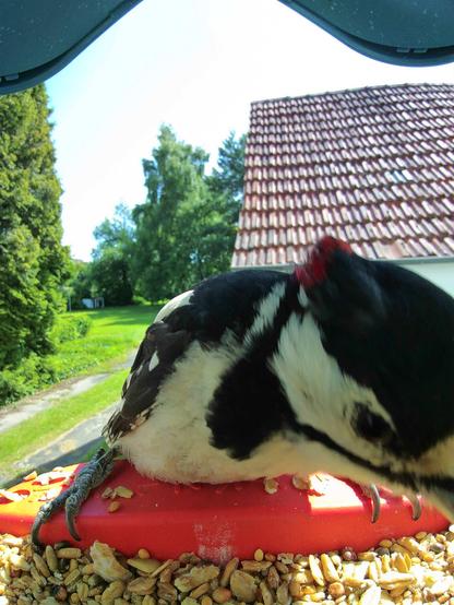 Buntspecht im Futterhäuschen