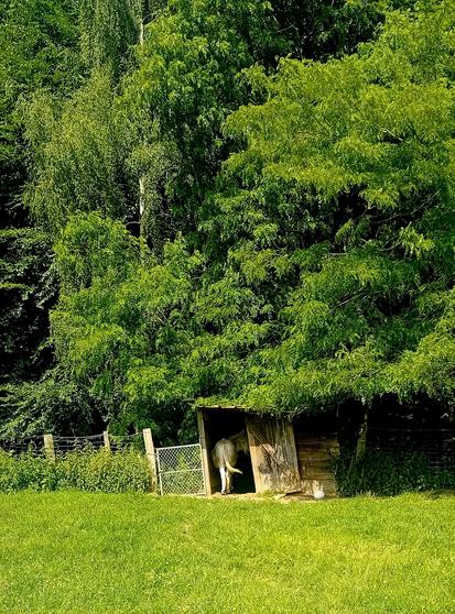 La cabane des Poilu.e.s, le ballon posé devant leur cabane et on aperçoit Gourmand à l'intérieur qui tourne la tête vers moi pour me dire : mais t'es pas encore partie toi ?! ;)