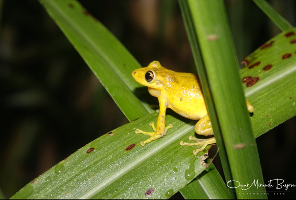 A bright yellow frog sitting upright on a long green blade of a plant. A stalk in the foreground partially hides the frog from view. A watermark at bottom right identifies the photographer.