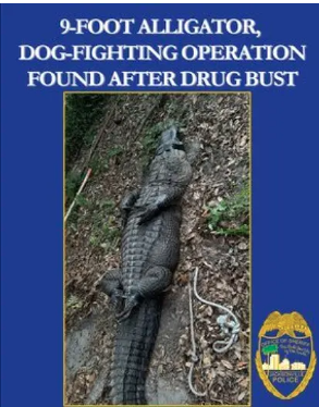 Florida Man Arrested in Drug Raid Tied to Dog-Fighting Ring, 9-Foot Alligator Found on Property