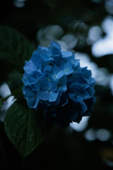 A close-up of a vibrant blue hydrangea flower cluster against a blurred dark background, highlighting its delicate petals.