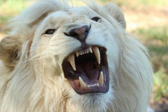 Lion rugissant albinos
