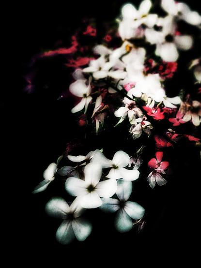 Small white and pink flowers are seen close up in this highly edited high contrast image.