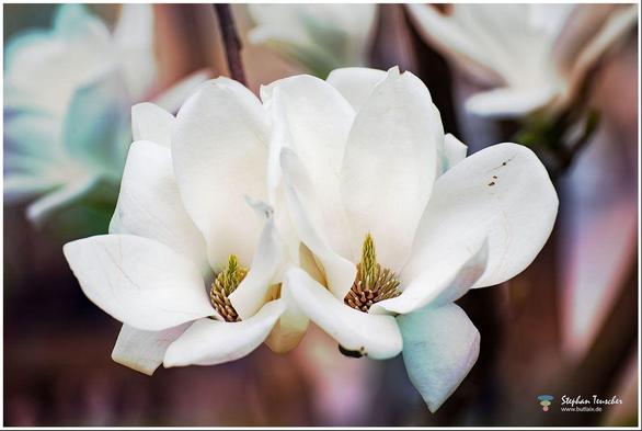 Zwei große, weiße Magnolienblüten in Nahaufnahme stehen im Mittelpunkt des Fotos. Die Blüten sind geöffnet, zart gezeichnet und wirken frisch und elegant vor einem weich verschwommenen, natürlichen Hintergrund.