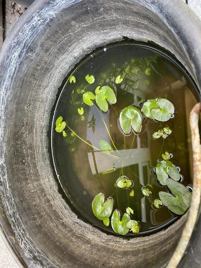 Auf dem Foto ist ein großer, schwarzer Eimer zu sehen, der mit Wasser gefüllt ist. Im Wasser wachsen mehrere kleine, und größere junge Seerosen. Die Blätter sind überwiegend rundlich bis herzförmig und von einem frischen, grünen Farbton. Manche Blätter schwimmen auf der Wasseroberfläche, während andere noch teilweise untergetaucht sind.

Das Wasser ist leicht trüb, mit einem braun-grünen Farbton, und es spiegeln sich einige Pflanzen und Gebäudeteile (z. B. Fensterrahmen) auf der Wasseroberfläche. Der Rand des Gefäßes ist rau und weist deutliche Abnutzungsspuren sowie Kalkränder auf, was darauf hindeutet, dass es sich um ein älteres oder häufig genutztes Gefäß handelt.

