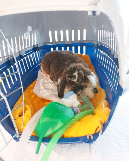Nufinka at the vet on intensive care with oxygen therapy and she needs an immediate liver surgery please consider helping her by donating on the link and please keep her in your prayers 