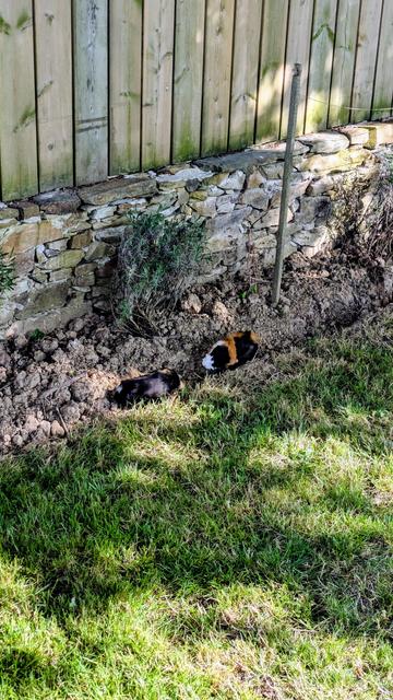 Harley et Queen, les deux cochons d'Inde, en train de fomenter une évasion pas très très discrète dans un parterre.