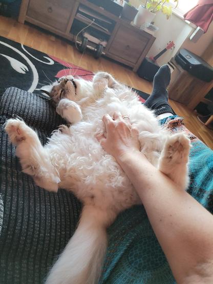 My Maine Coon called Headphones, laying on his back all feet in the air demanding belly rubs like a passed out marshmallow.