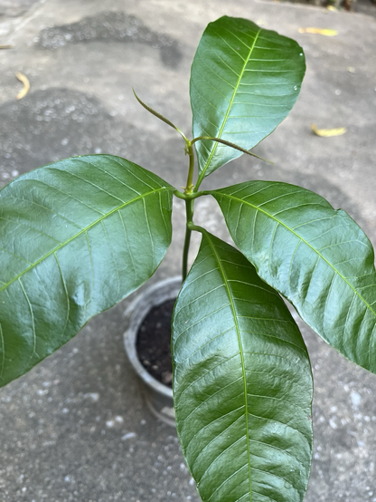 Dark green leaves with new growth popping up