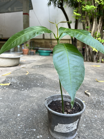 Cute baby mango tree, dark green leaves in foreground, more baby trees in pots and water containers can be seen in the background, more foliage on the right side