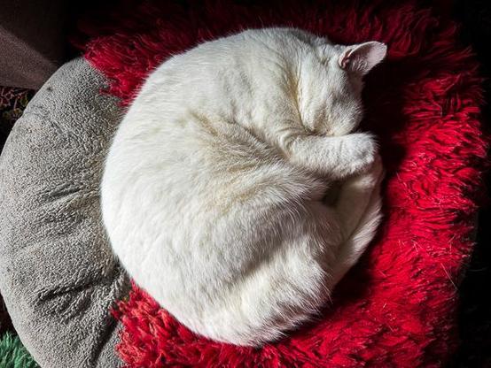 White cat asleep