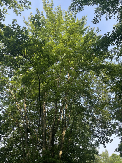 A view into the trees with the sun hitting the upper leaves. 