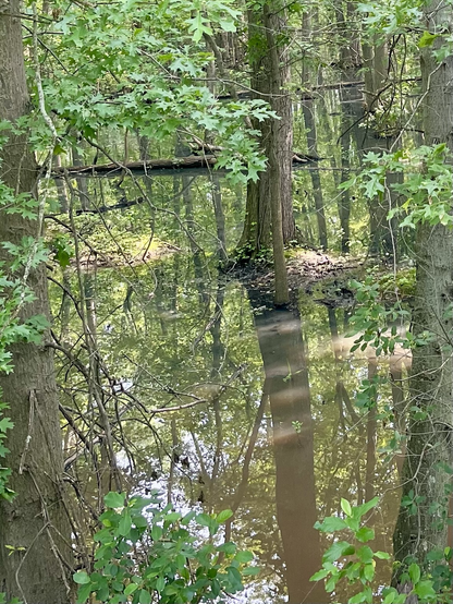 A view into the flood plain forest with leaves reflected in the very still water. 