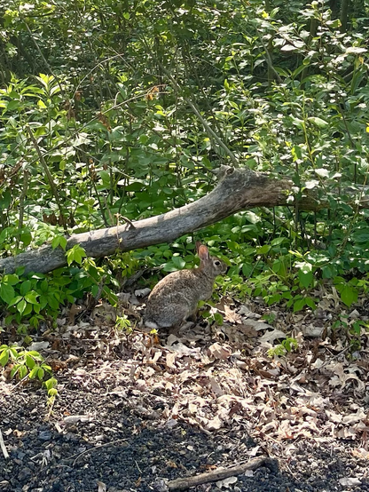 I saw two bunnies along the way but this guy allowed me to take the best picture. 