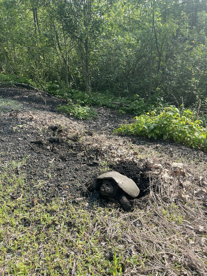 Also got pictures of two box turtles both hanging out right next to the path. 