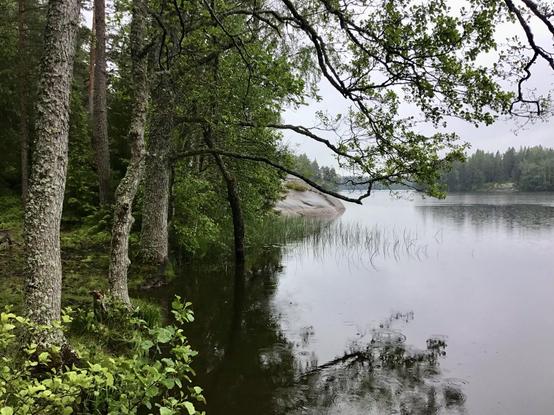 Vehreä järvenranta jossa tervaleppiä ja hieman kaislaa, taaempana kauniisti järveen kallistuva sileä kallio