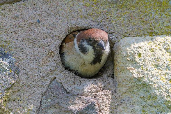 Tree Sparrow emerging from a hole in the mortar as it leaves the nest.