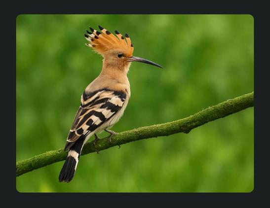 Ein Wiedehopf auf einem Ast sitzend. Das Bild wurde KI-generiert. Der Vogel sieht aber wirklich so aus.