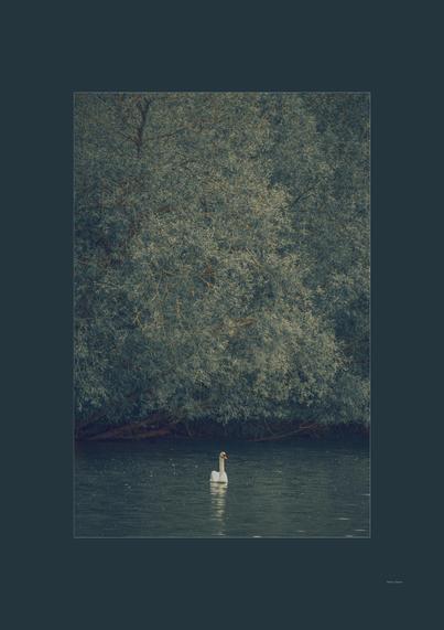 A solitary white swan floats gracefully on a calm, dark lake, centered near the bottom of the frame. Behind it, dense, muted green foliage fills the background, creating a soft wall of natural texture. The swan’s reflection shimmers faintly in the still water, subtly echoing its form. The overall tone of the image is subdued and elegant, with a quiet, contemplative atmosphere.