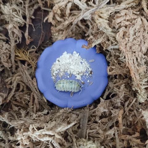 In a pile of sphagnum moss there is a small and shallow purple dish. Four isopods are eating nutritional yeast and remains of hemp protein powder - one is a big adult taking most of the free from food space and its accompanied by three babies that are barely distinguishable from the specks of protein and are no longer than the bigger specimen's "vibe feelers" (so called "antennae").