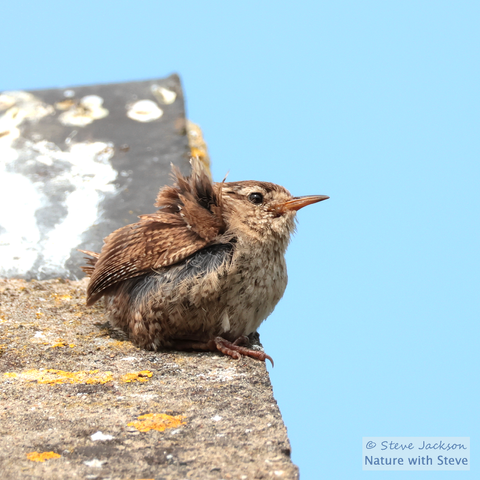 A Eurasian Wren (Troglodytes troglodytes) sat on the edge of a roof, near the apex, facing towards the right side of the picture with the feathers on his ‘shoulder’ being ruffled by the wind. One of Britain’s smallest birds, the Wren has a pale brown face, throat, chest and belly, the rest of the body being a darker brown, with darker mottling above and below. The tail is very short, and the beak of medium length.