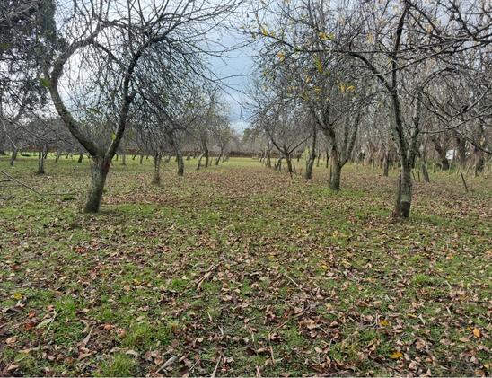 Bare apple trees in orchard in winter