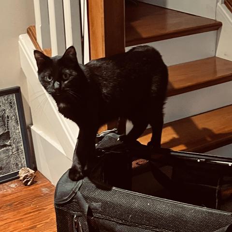 a black cat atsnad on the top edge of an open cat carrier