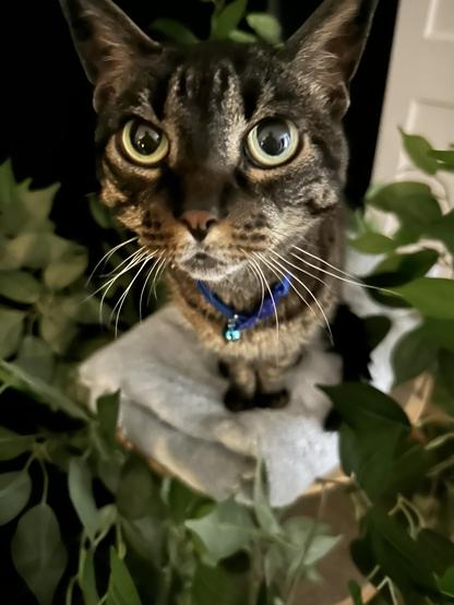 Short hair tabby with big green eyes