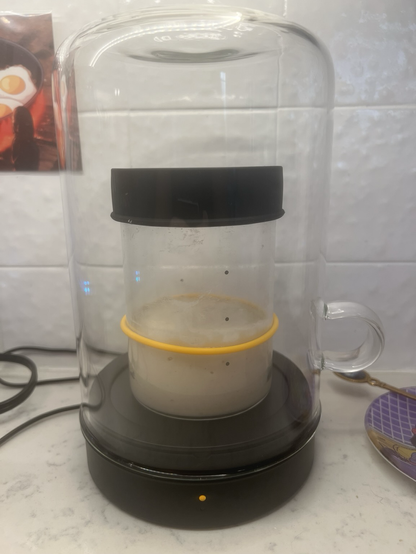 A picture of the sourdough starter in the Goldie warming container.  