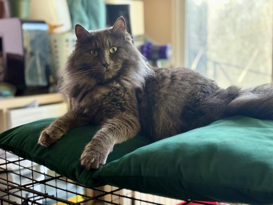 Eggs “Benny” Benedict, a silver-grey long haired cat, sitting on a green pillow looking *incredibly* startled