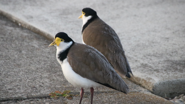 A pair of masked lapwings stand on a cement footpath, with a dusting of frost on their backs, waiting for the sun to rise