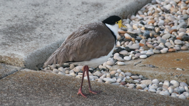One of the masked lapwings, turned around to face a pebble-filled garden bed