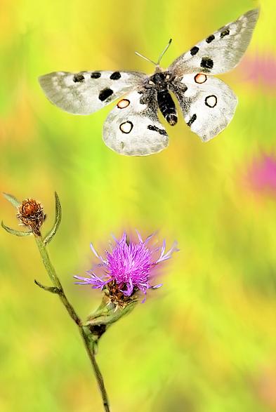 Fotografía de la mariposa apolo (Parnassius apollo)